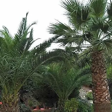 Palm Court Ayvalı